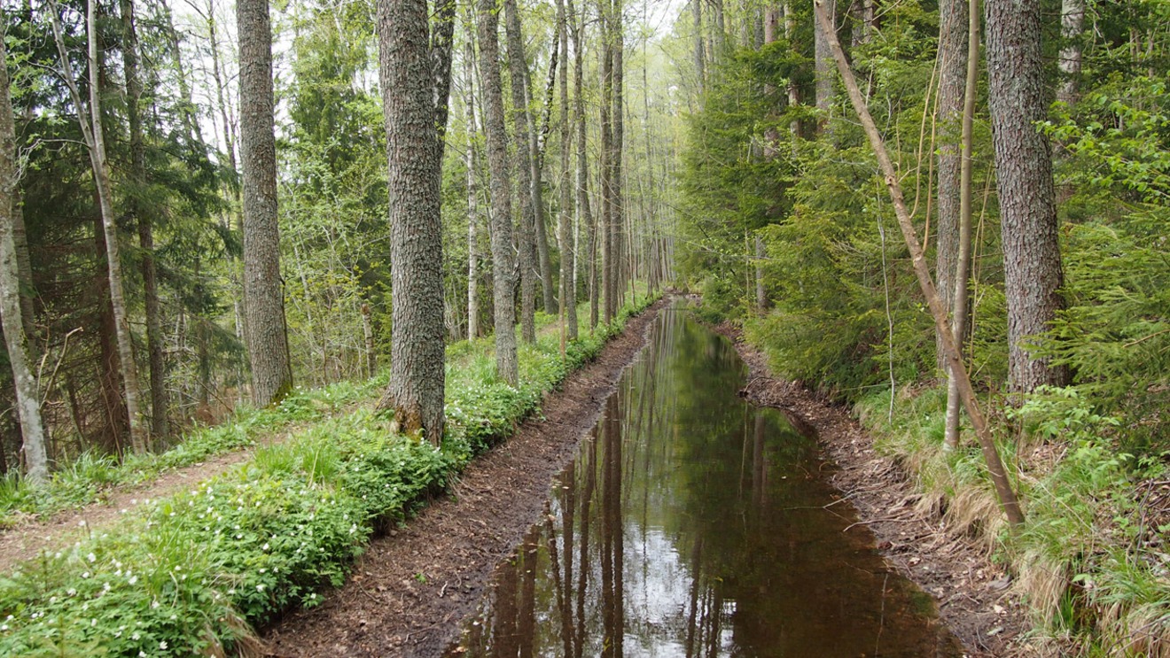 En kanal genom skogen.