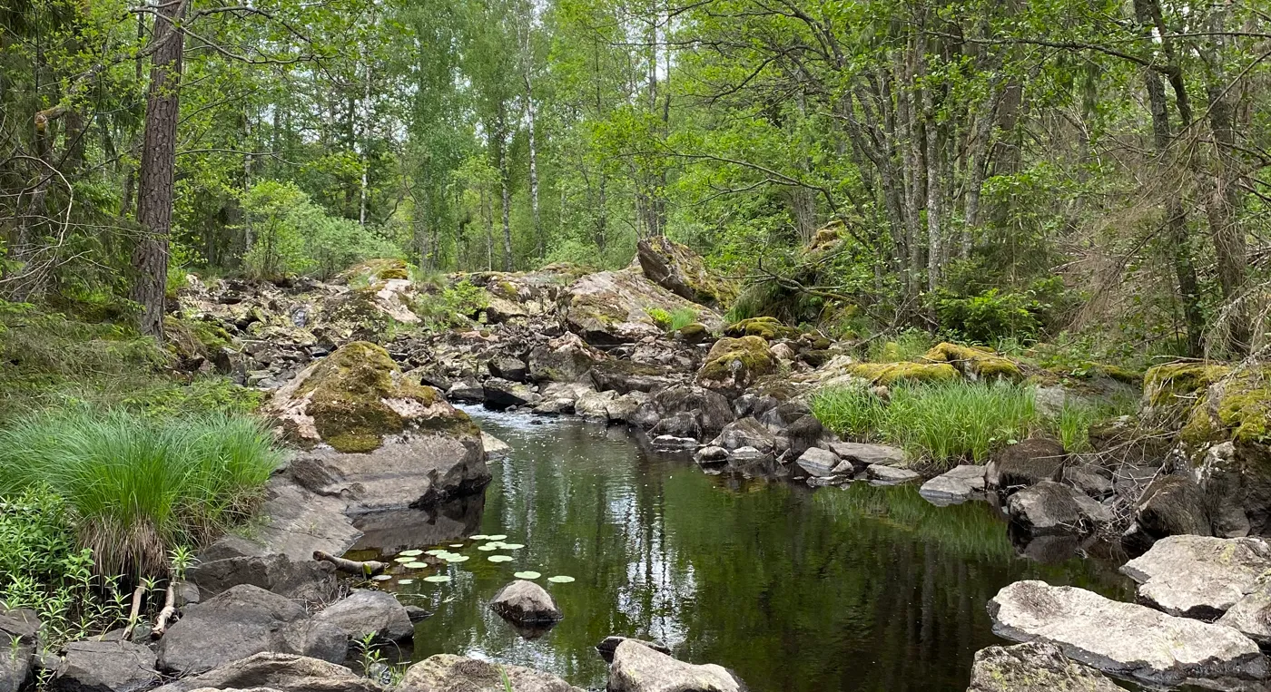 Vattendrag med lummig lövskog