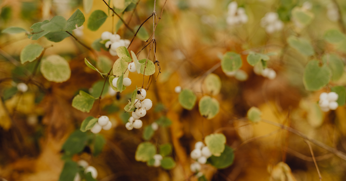 Närbild på buske med höstlöv.