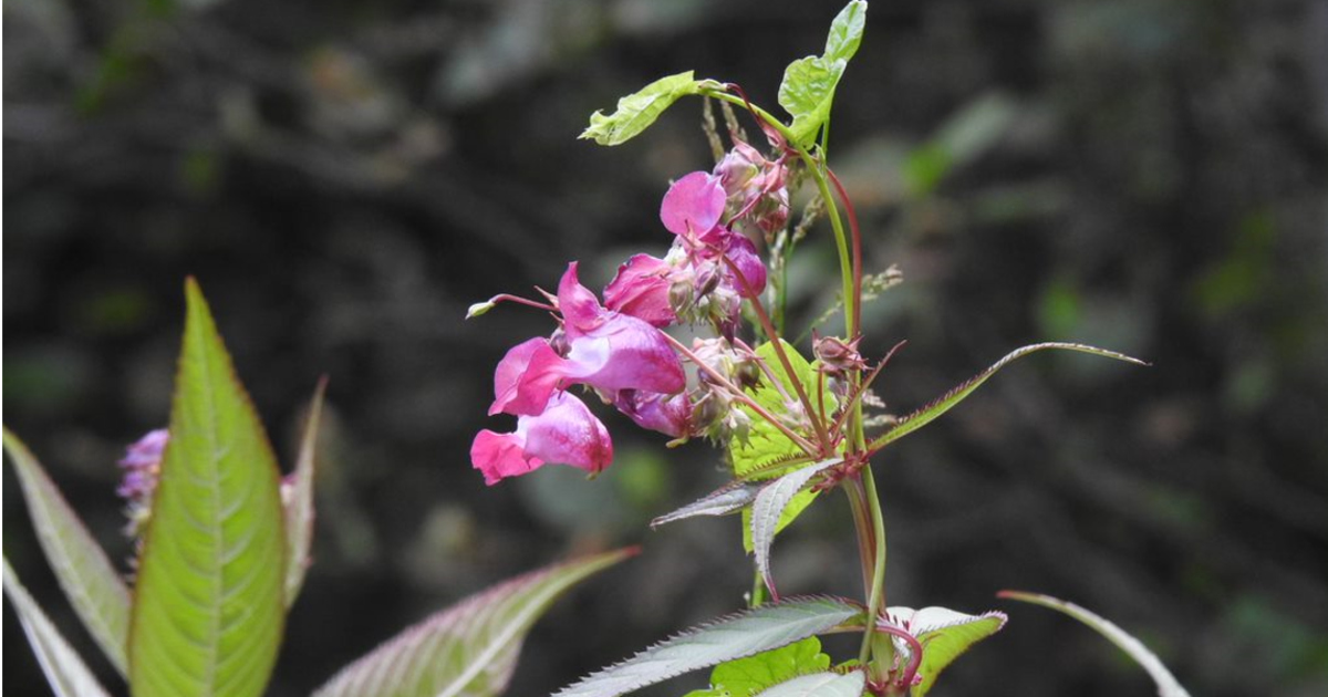 Rosa-lila blomma med gröna blad.