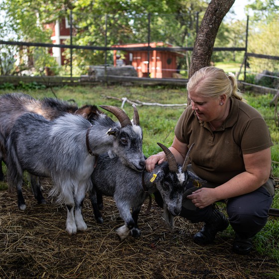 Mikaela sitter på huk och gosar med sina getter