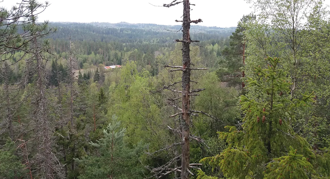 En skog full av många höga träd.