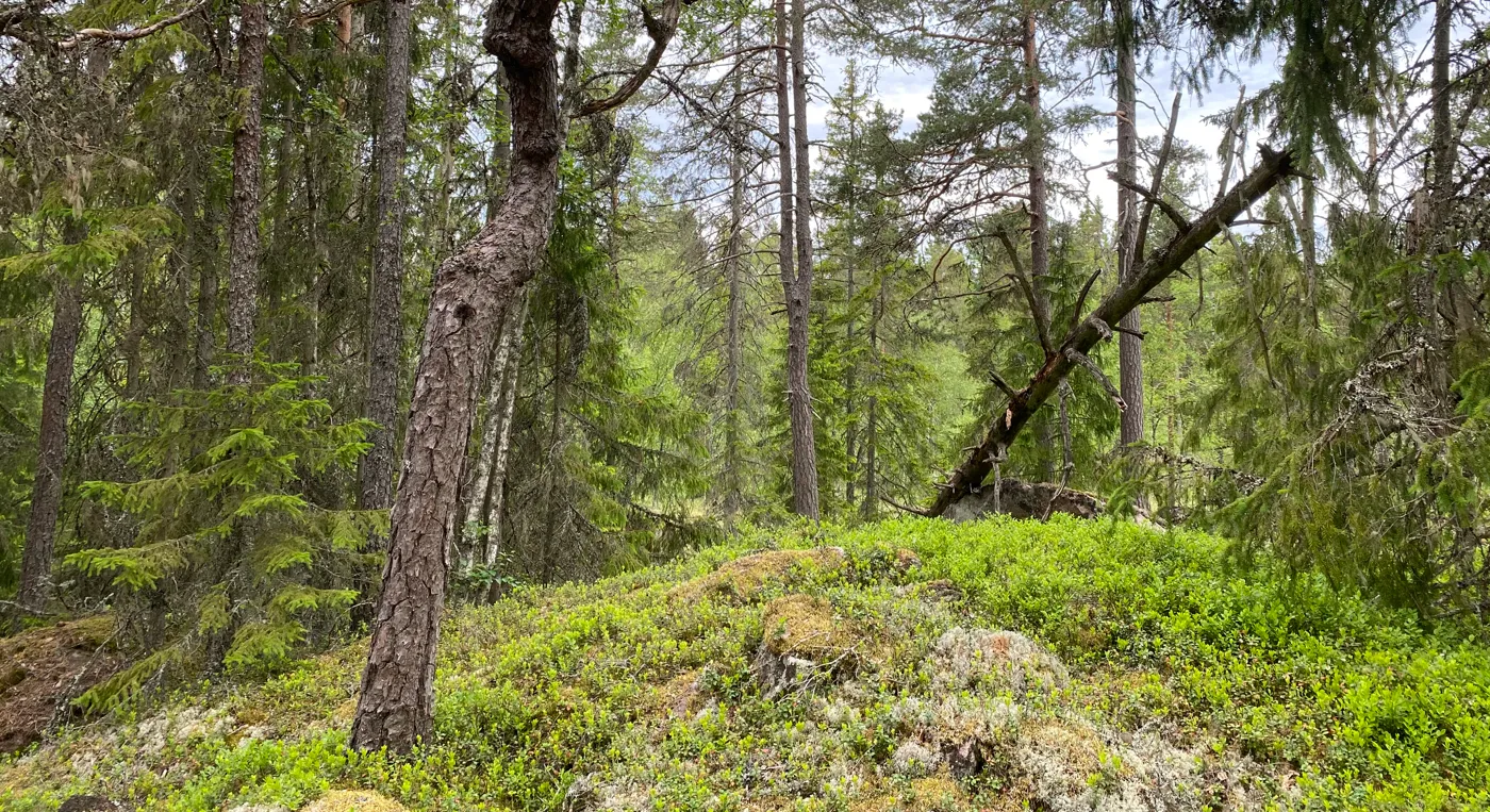 En skog full av massor av träd och gräs.