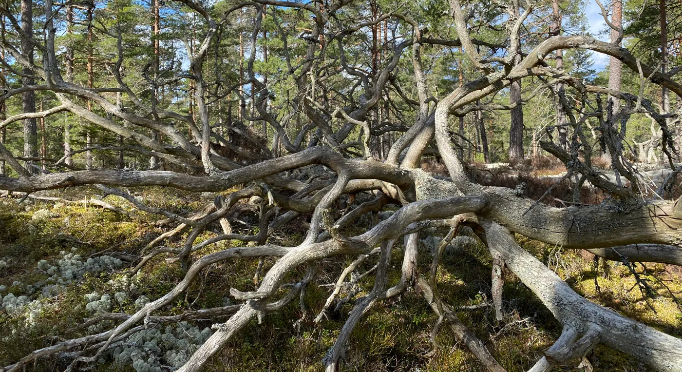 Ett fallet träd mitt i skogen.
