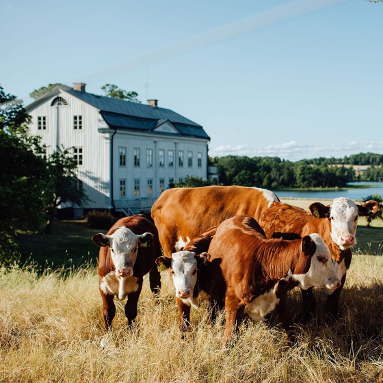 Kor på sommarbete utanför Wallby Säteri.
