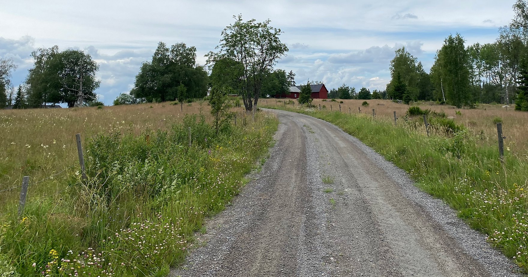 Blomrik vägkant.