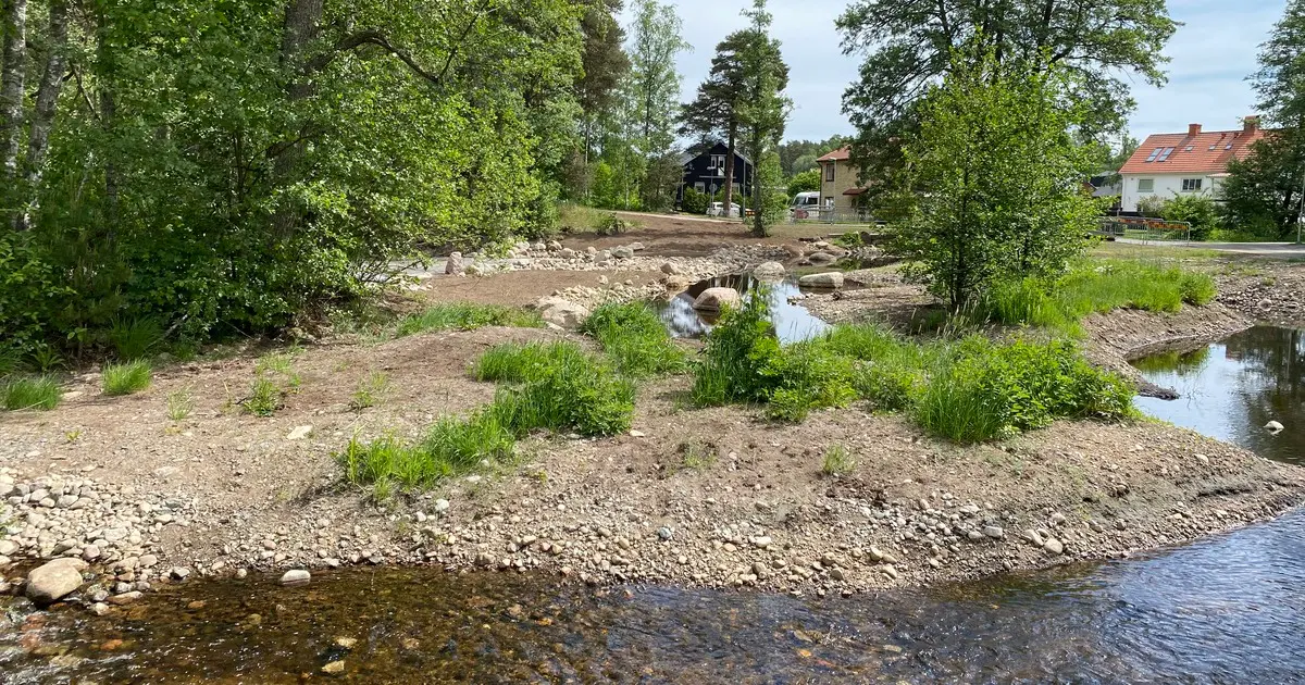 I juni 2021 såg Fågeldammen ut så här. Nu har växtlighet börjat återta ytan.