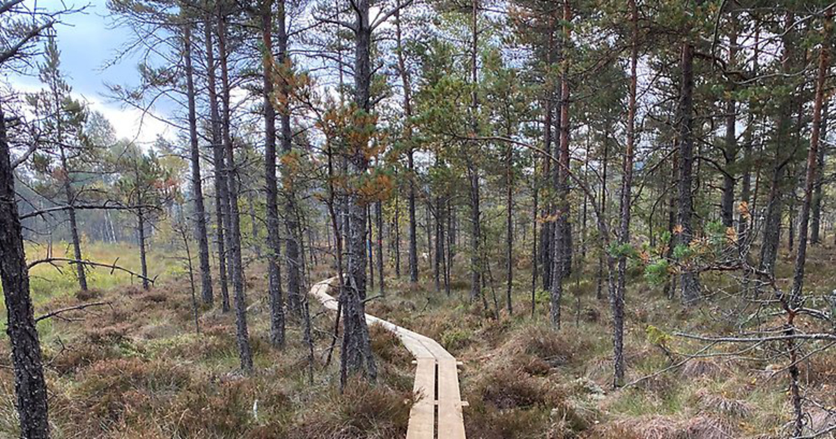 Naturstig har lagt ut med spångar, utsiktstorn och fikabord.