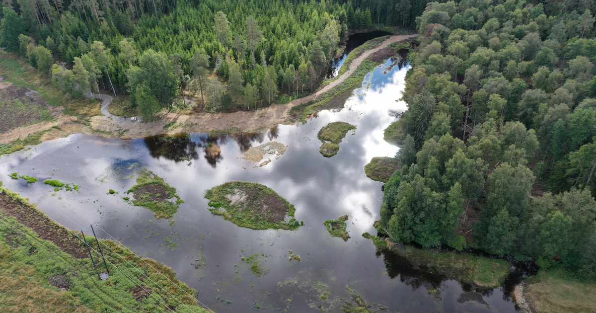 Våtmark i Ekenässjön