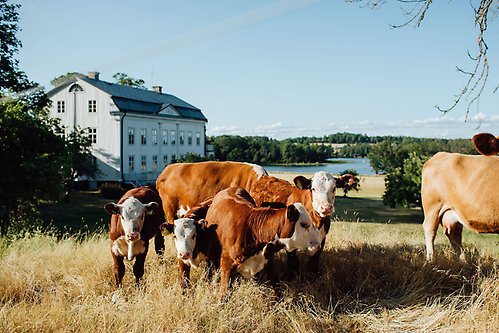 Kor framför herrgård.