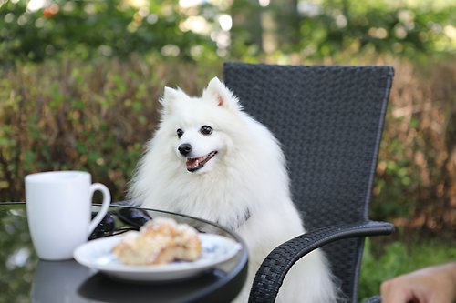 Hund sitter på en stol intill ett fikabord med kaffe och bulle på. 